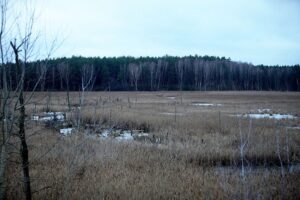 34 Millionen Euro für Moor-Renaturierung in der Region Hannover Moorlandschaft mit Wasserflächen, Pflanzen und Natur, symbolisiert Klima- und Naturschutzprojekt "RePeat".