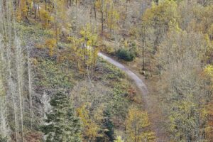 Niedersachsen bereitet Wolfsmanagementplan vor Waldweg mit Bäumen, symbolisiert Natur und Herausforderungen beim Umgang mit Wölfen in Niedersachsen.