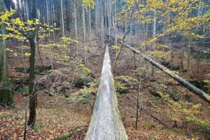 Hessen fordert bürokratiearme Umsetzung der EU-Waldverordnung für Privatwald Ein grüner Wald mit Bäumen, symbolisierend die Bedeutung von nachhaltiger Forstwirtschaft und EU-Regulierungen.